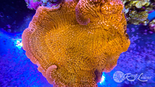 # Slow Burn Montipora