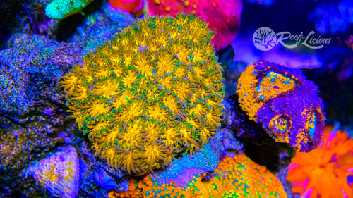 # John Deere Leptastrea