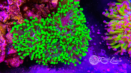 # Fiesta Green Torch