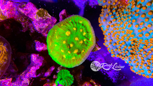 # Space Invader Chalice