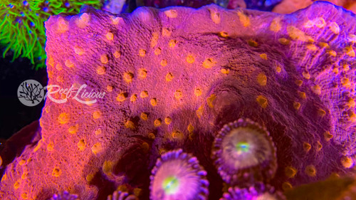 # Orangutan Nipples Chalice