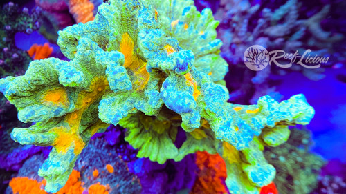 # Space Invader Pectinia