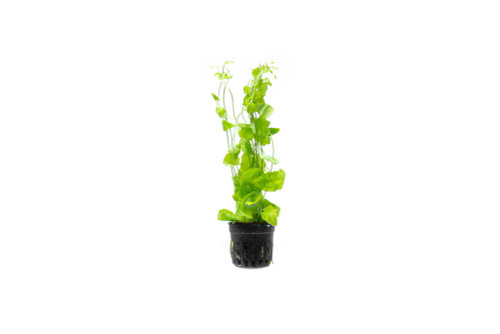 Cardamine Lyrata Sp. Indo *PLEASE CONTACT FOR AVAILABILITY BEFORE ORDERING