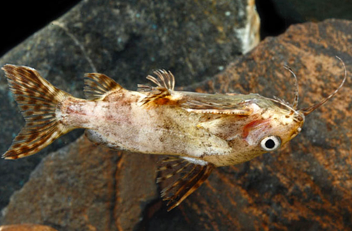 Left Catfish * Upside Down Catfish *LOCAL ONLY, NO OUT OF STATE SHIPPING