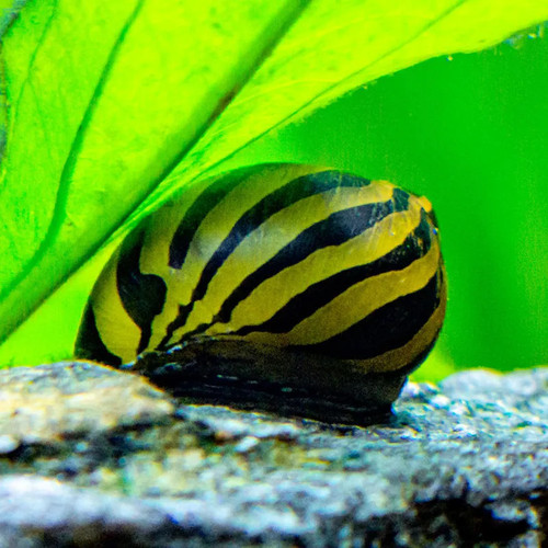 Groundnut Shell Zebra * Zebra Nerite Snail *LOCAL ONLY, NO OUT OF STATE SHIPPING