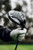 Quantum Max Driver Denali