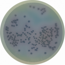Introducing Pseudomonas Chromogenic Agar: The Latest Addition to Our Chromogenic Media Portfolio