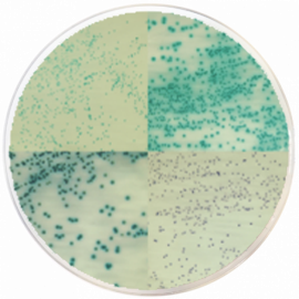 Staphylococcus Chromogenic Agar