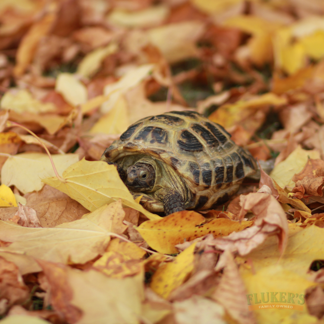 Test Blog with Widgets