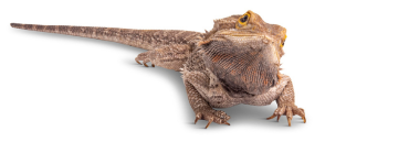 BEARDED DRAGON