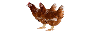 Chickens
