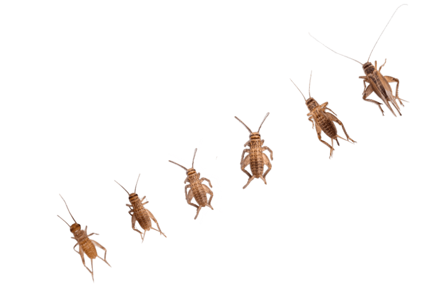 CRICKETS