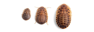 Dubia Roaches