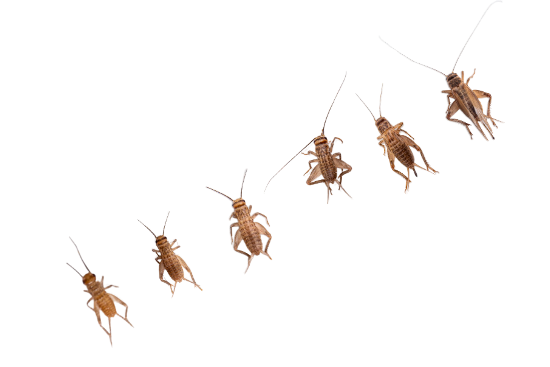 Image of different cricket sizes from pinhead to 6 week