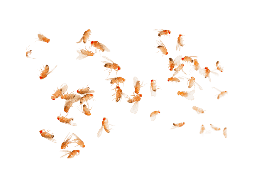 FLIGHTLESS FRUIT FLIES