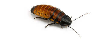 Hissing Roaches