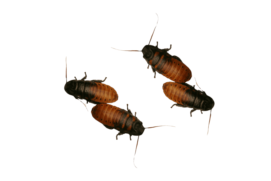 HISSING COCKROACHES