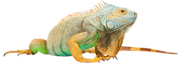 Iguanas