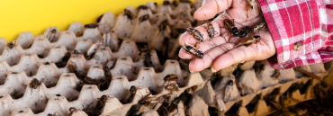 Live Crickets and Mealworms