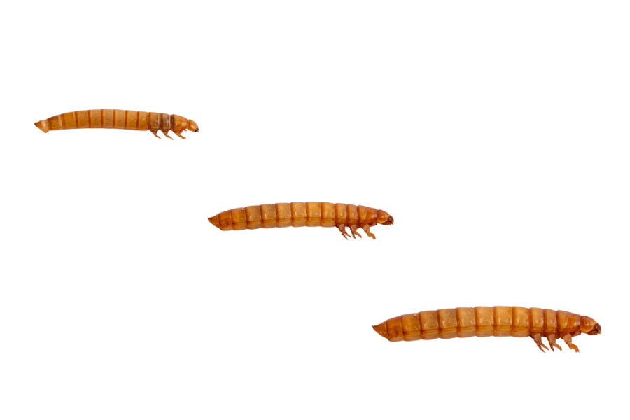 MEALWORMS