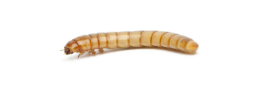Mealworms