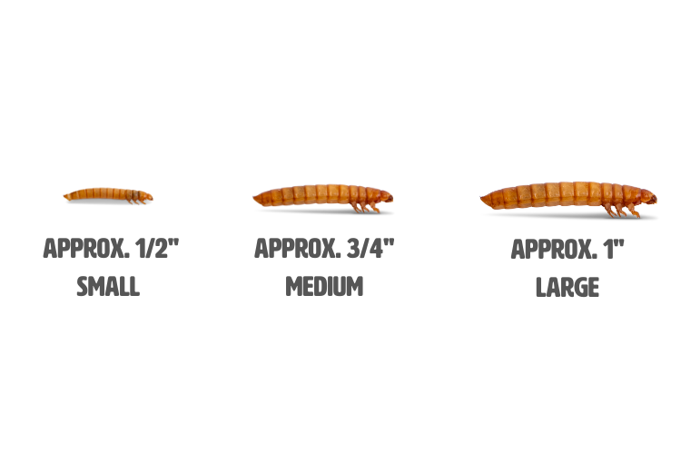 Mealworm Sizing