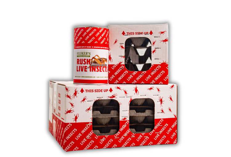 Shipping Live Insects 