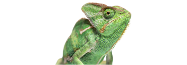 CHAMELEONS