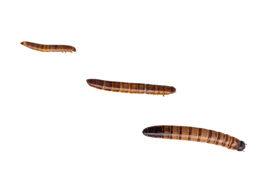 SUPERWORMS