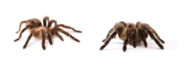 TARANTULAS 