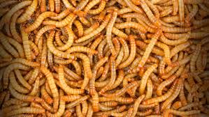 Image result for mealworms