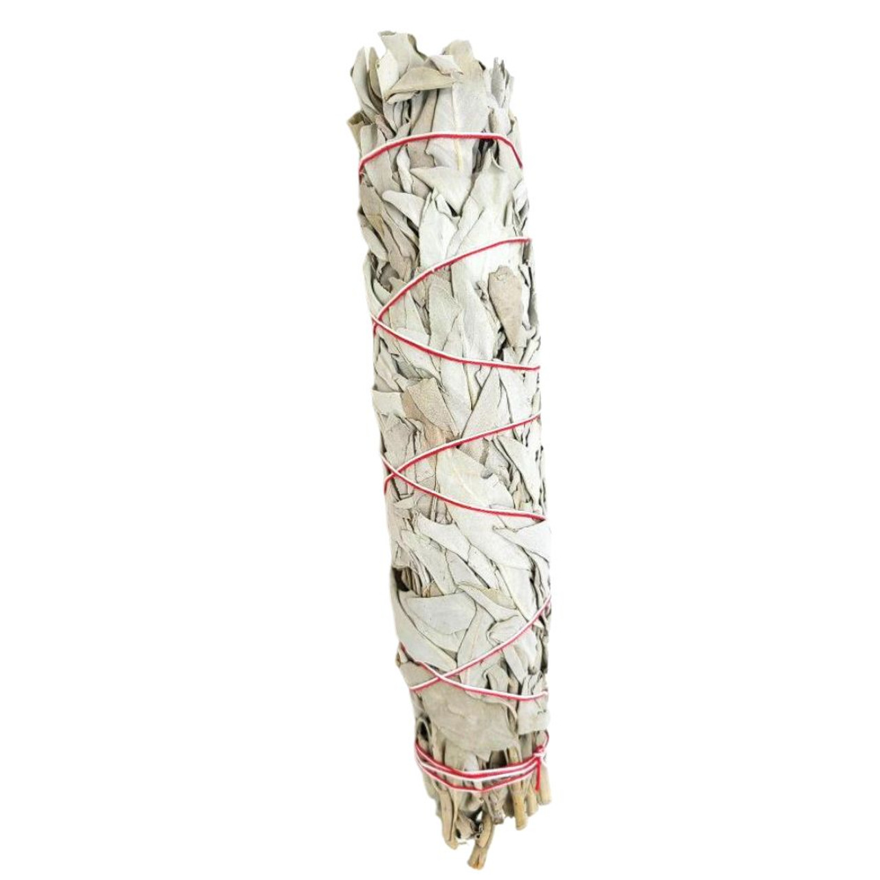 California White Sage 8-9" (Packaged)