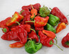 Paprika Pepper Seeds