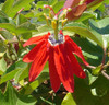 Passiflora manicata - Red Passion Flower