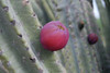 Cereus repandus - Apple Cactus Seeds