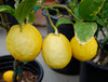 Citrus medica - Etrog Citron