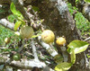 Rosenbergiodendron formosum - Blackberry Jam Fruit Seeds
