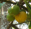 Garcinia xanthochymus - Gamboge Seeds