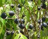 Myrciaria vexator - Blue Grape Seeds