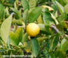 Citrus aurantifolia - Mexican Lime Seeds