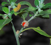 Withania somnifera - Ashwagandha Seeds Withania somnifera - Ashwagandha Seeds