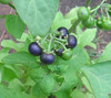 Solanum melanocerasum - Garden Huckleberry Seeds