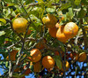 Citrus x limonia - Rangpur Lime Seeds