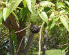 Guazuma ulmifolia - West Indian Elm