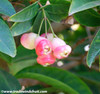 Syzygium samarangense - Wax Jambu Seeds