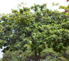 Terminalia catappa - Tropical Almond