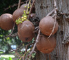 Couroupita guianensis - Cannonball Tree Seeds