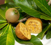 Genipa americana - Genip Seeds