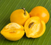 Garcinia dulcis - Mundu Seeds