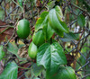 Passiflora herbertiana - Native Passion Fruit Seeds
